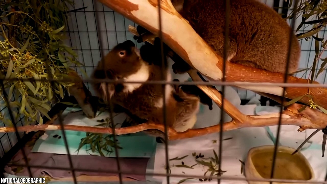 10 CUTEST Animals You Should NEVER Touch