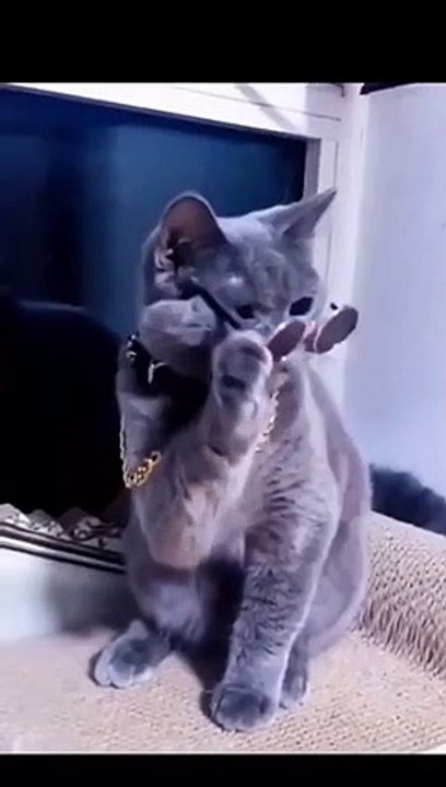 cat sing Indian song