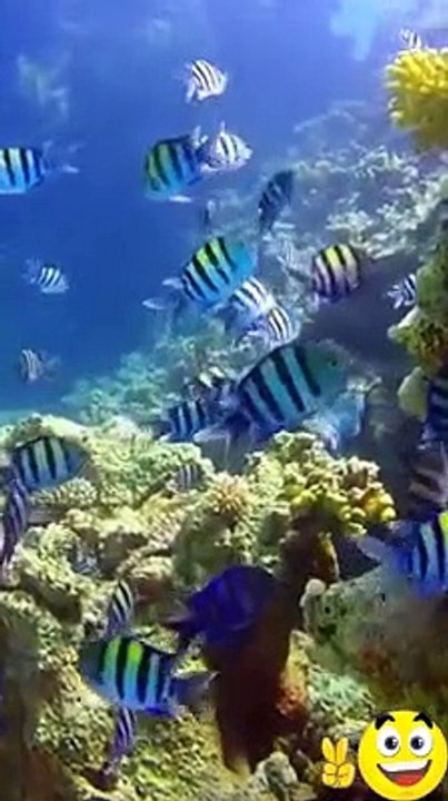 Many types of animals in the sea