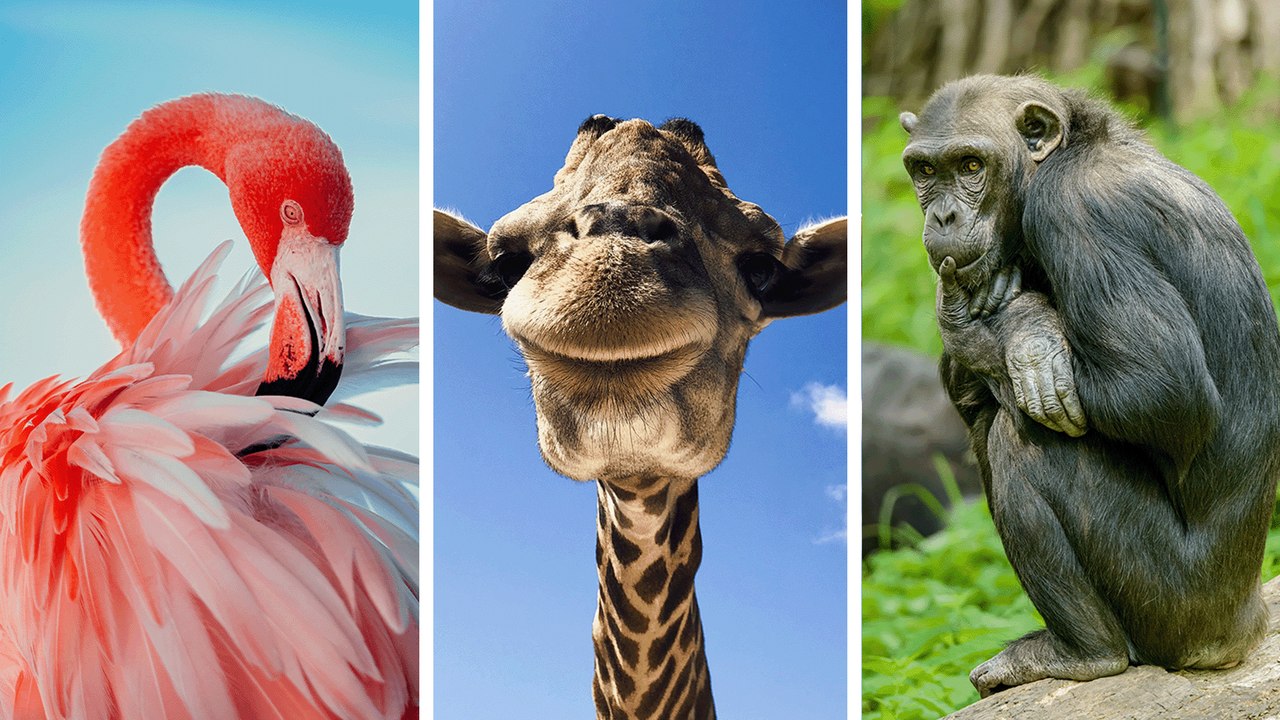 10 Boldly Bisexual Animals