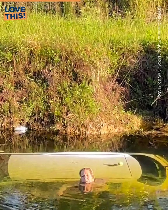 Heroic paraglider rescues stranded woman from canal