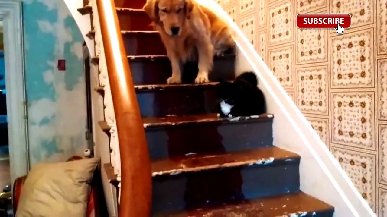 The difference between dogs and cats