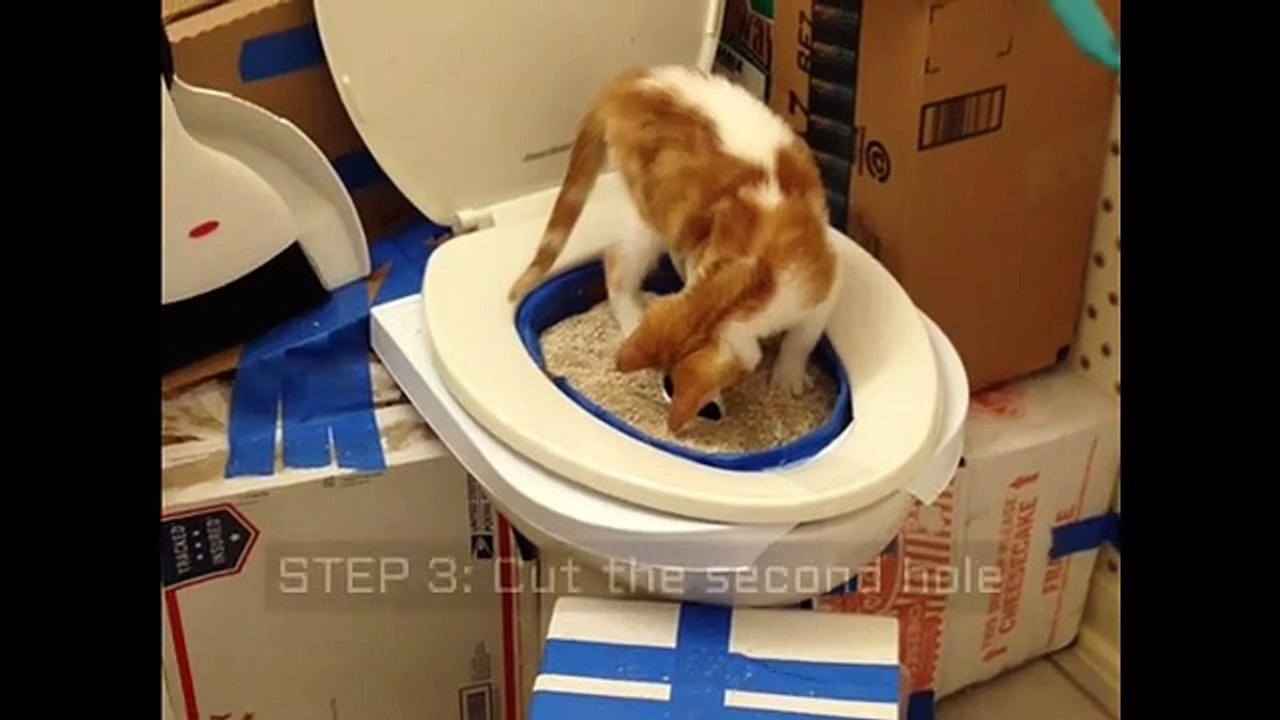 Cat Toilet Training Step by Step