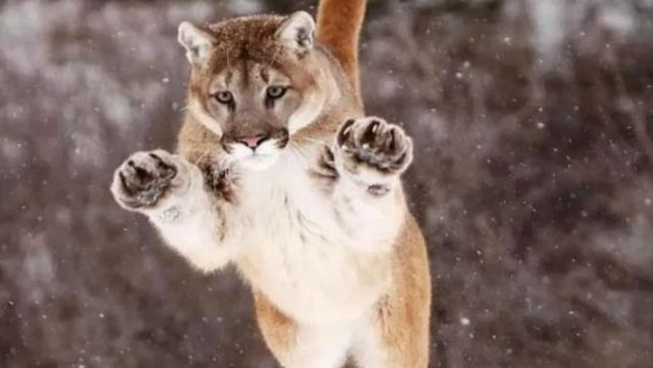 Jakuzi keyfi, dağ aslanının saldırısıyla yarıda kesildi