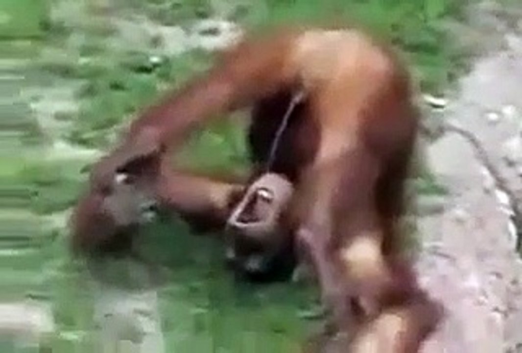Compilation of Funny Animal Videos