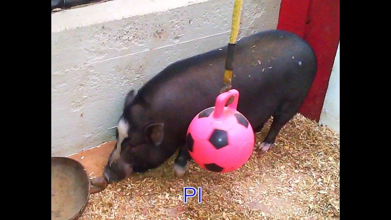 Animal Sounds Real Animals - Names, Sounds, and Babies' Names