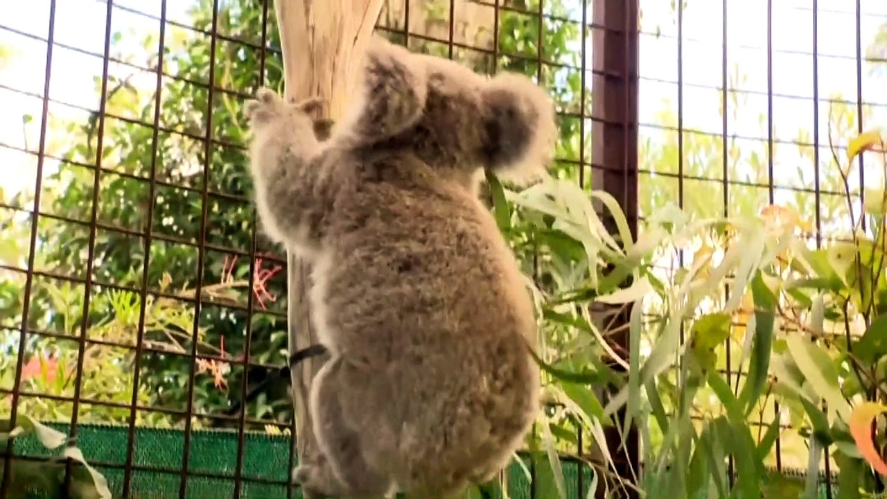 NSW government commits to protecting koalas in Sydney's south-west