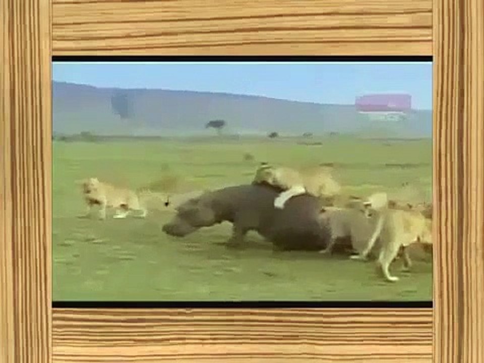 Animal Attack Compilation 15 Only Gruesome!!Wild Animal Attacks, Wild Animal Fights funny
