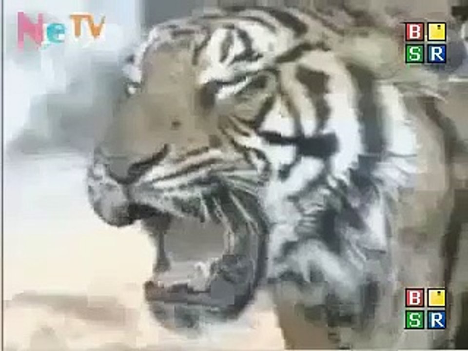Animal Fight - Lion Vs Tiger - Animal Fight
