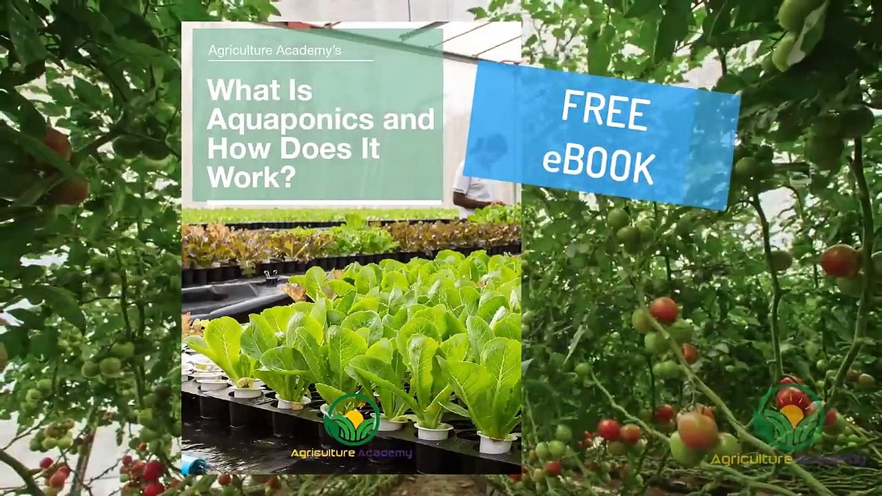 Aquaponics at Home: The Ultimate Guide to Sustainable Farming 🌱