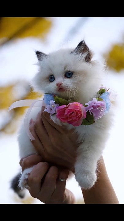 Cat #shorts #youtubeshorts #cat