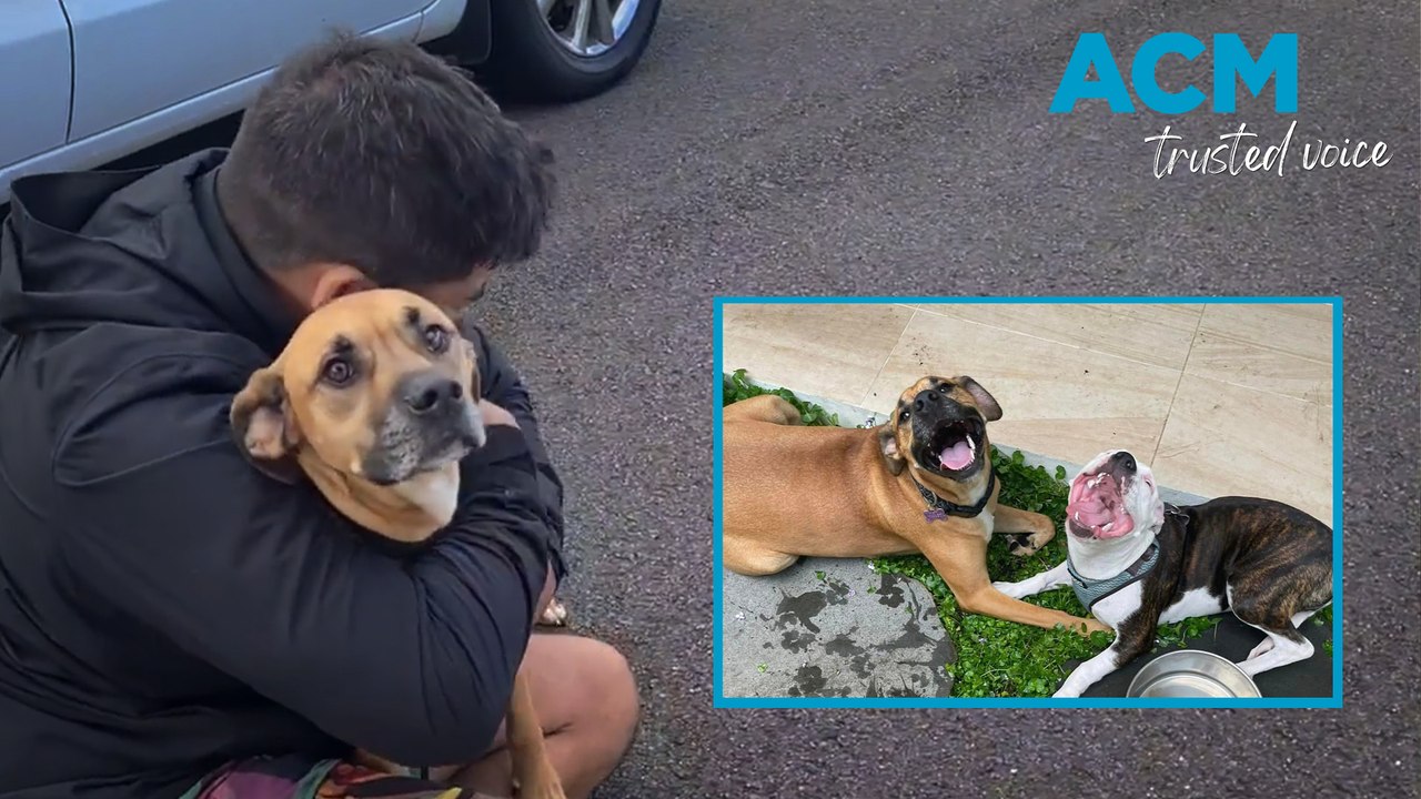 Finding Violet: Massive community effort sees owners reunite with dog