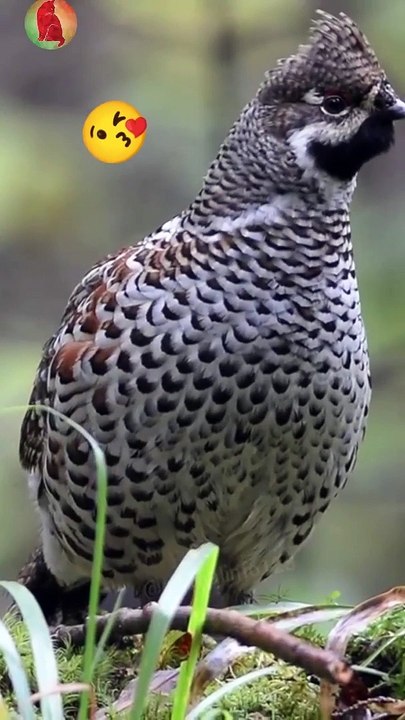 Beautiful bird in the forest