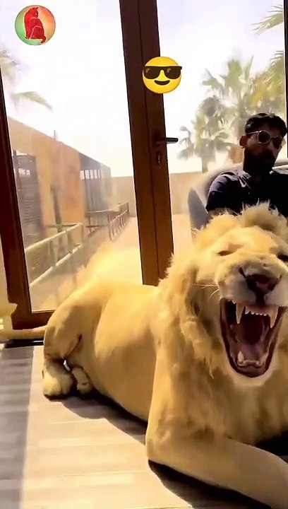Dubai king with his lion friends