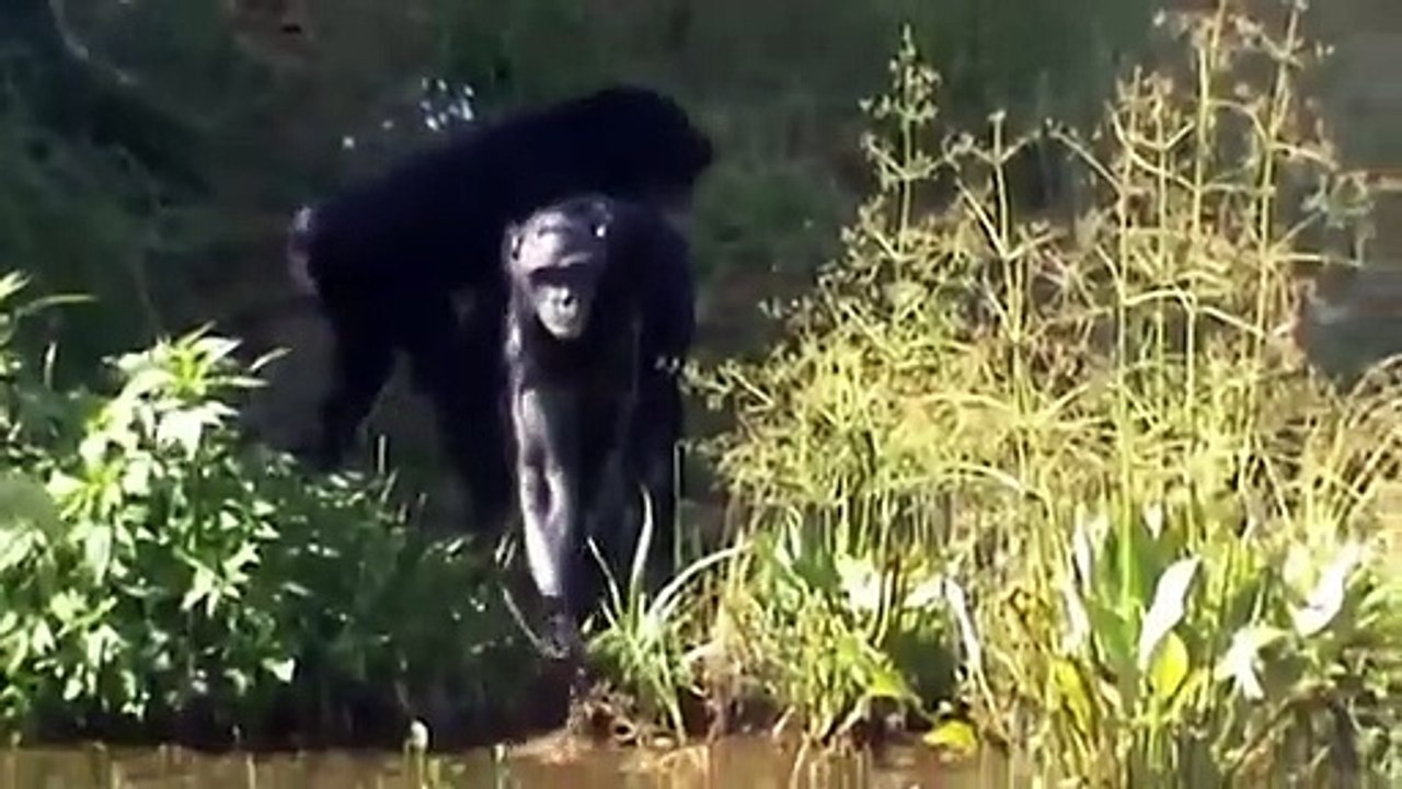 Apes Loves to Mate   Wild Bonobo in Action