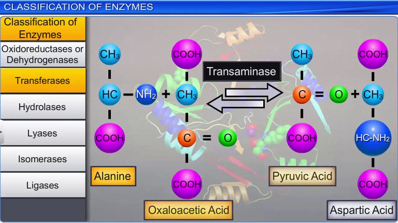 5. Classification of enzyme