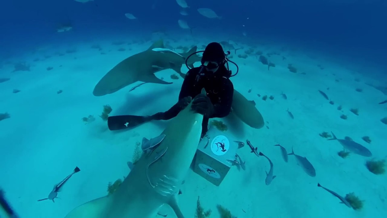 Testing if Sharks Can Smell a Drop of Blood | Mark Rober