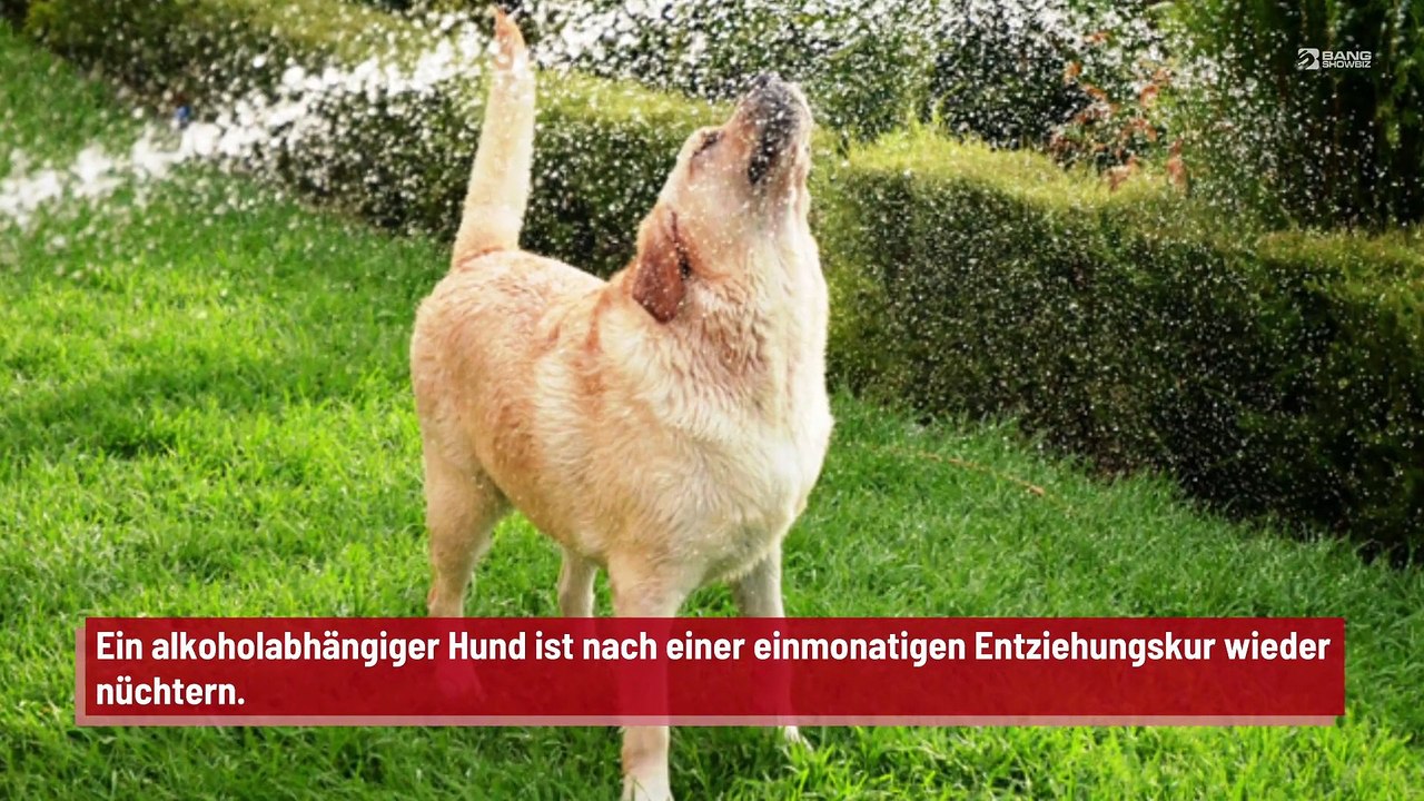 Alkoholkranker Hund nach einmonatigem Entzug wieder nüchtern