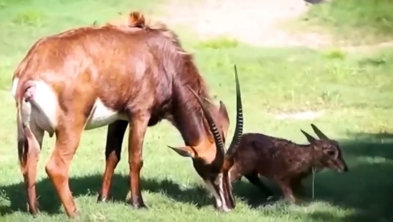 Wild Animals Giving Birth ! Rare footage