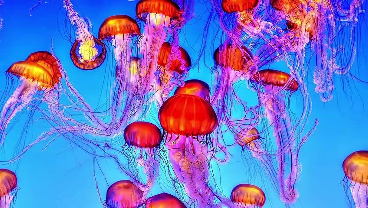 Jellyfish Facts For Kids | Learn About Jellyfish!