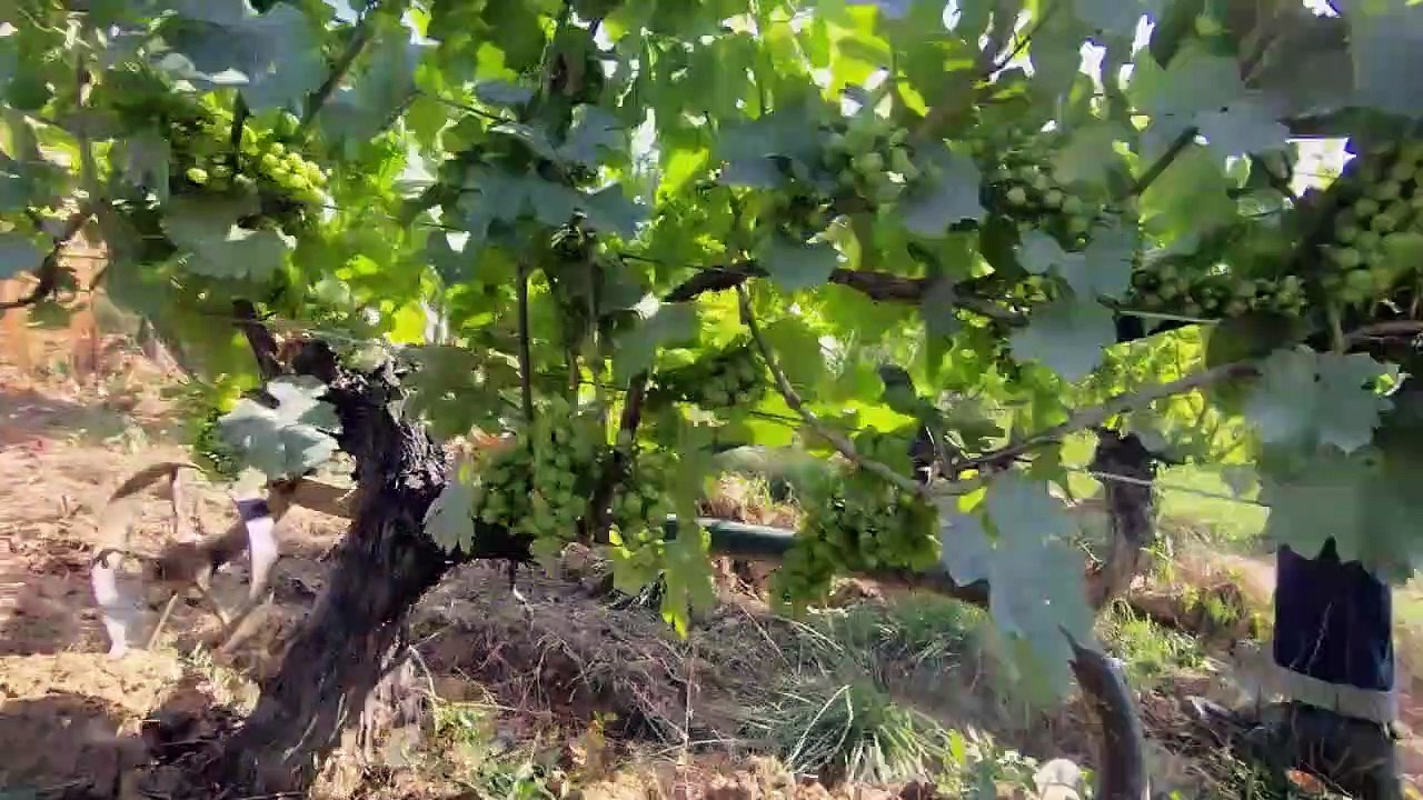 La Révole nature, de la vigne au verre Bande-annonce VF (2023) Documentaire