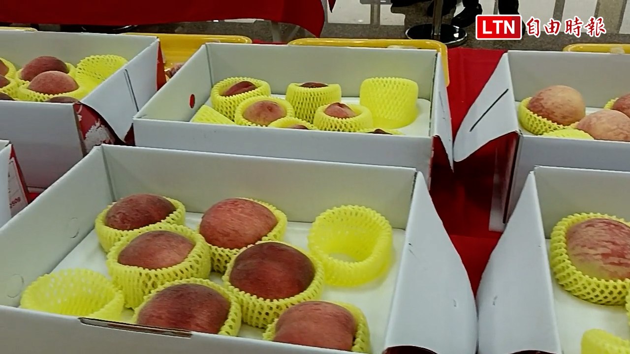 平地最早「紅鈴」水蜜桃評鑑 李香慧奪水蜜桃達人