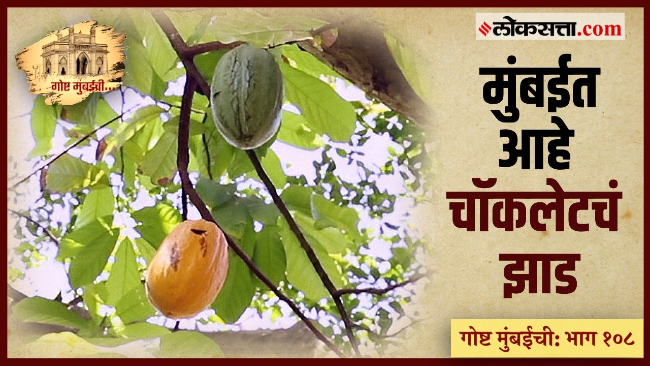 गोष्ट मुंबईची भाग : १०८ | मुंबईचा 'जिवंत वारसा' जपणारी दुर्मीळ वृक्षसंपदा - भाग १