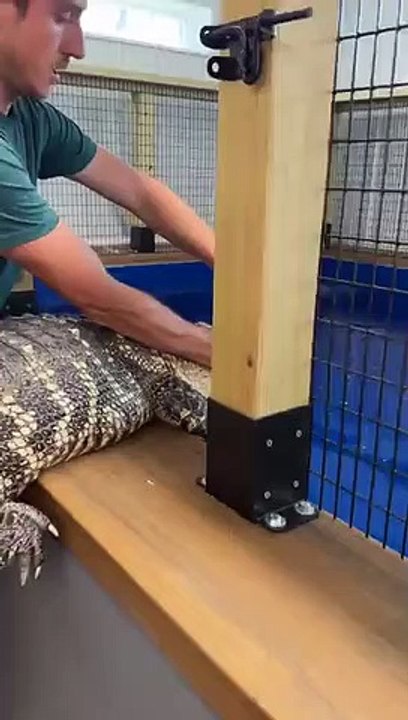 jacaré, Filadélfia