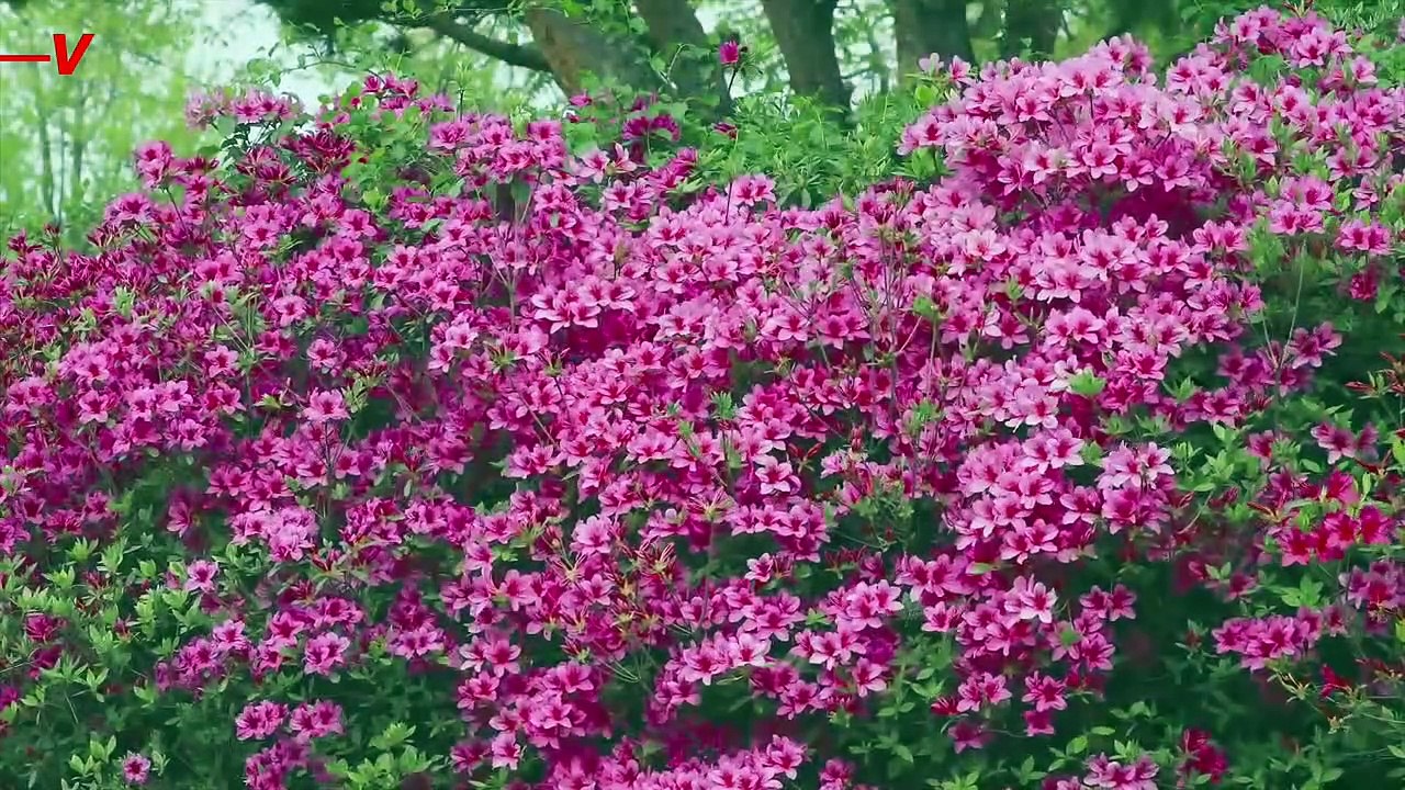 How to Deal With With Allergies as the Season Gets Longer