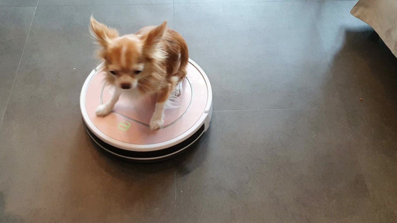 This is the shocking reason you should never catch a spider with your vacuum cleaner