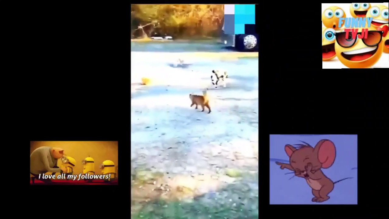 FUNNY ANIMALS TURNAMENT 21video_2023_04_16