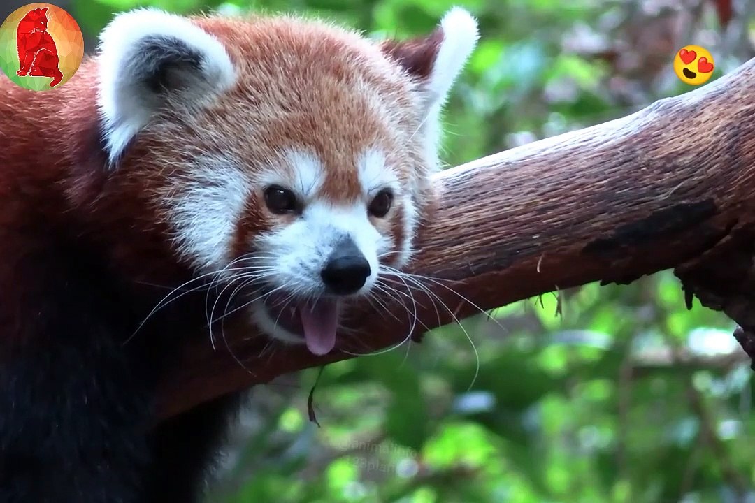 Animals 12K mix clips Part-1