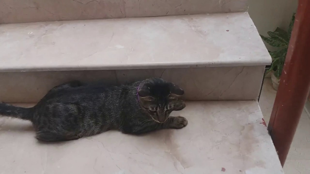 My first vlog / vlog 01 / Mekayl vlogs