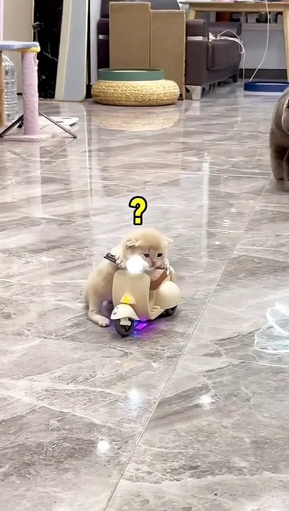 My new car #catsoftiktok #fyp #fyp>