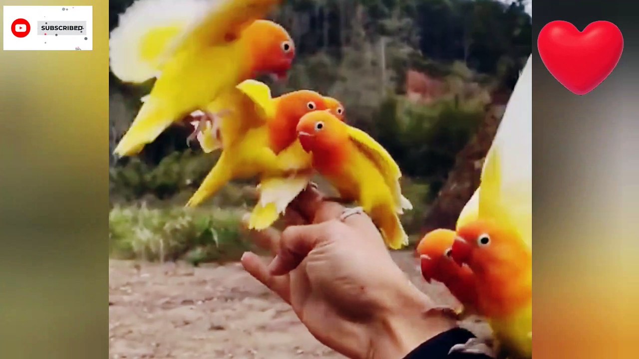 RELATIONSHIP BETWEEN HUMANS AND BIRDS | ANIMAL FRIENDSHIP VIDEO