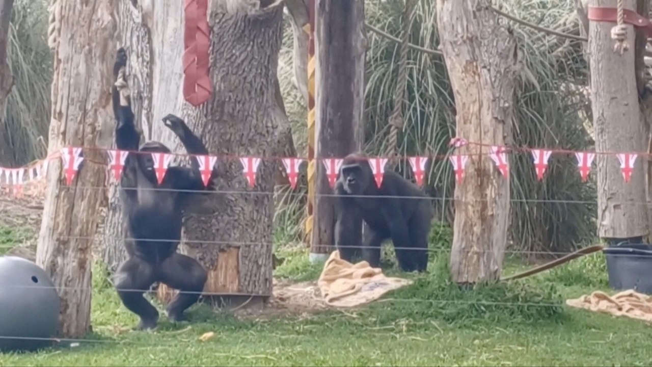 London Zoos Decorate Enclosures in Support of the Monarchy