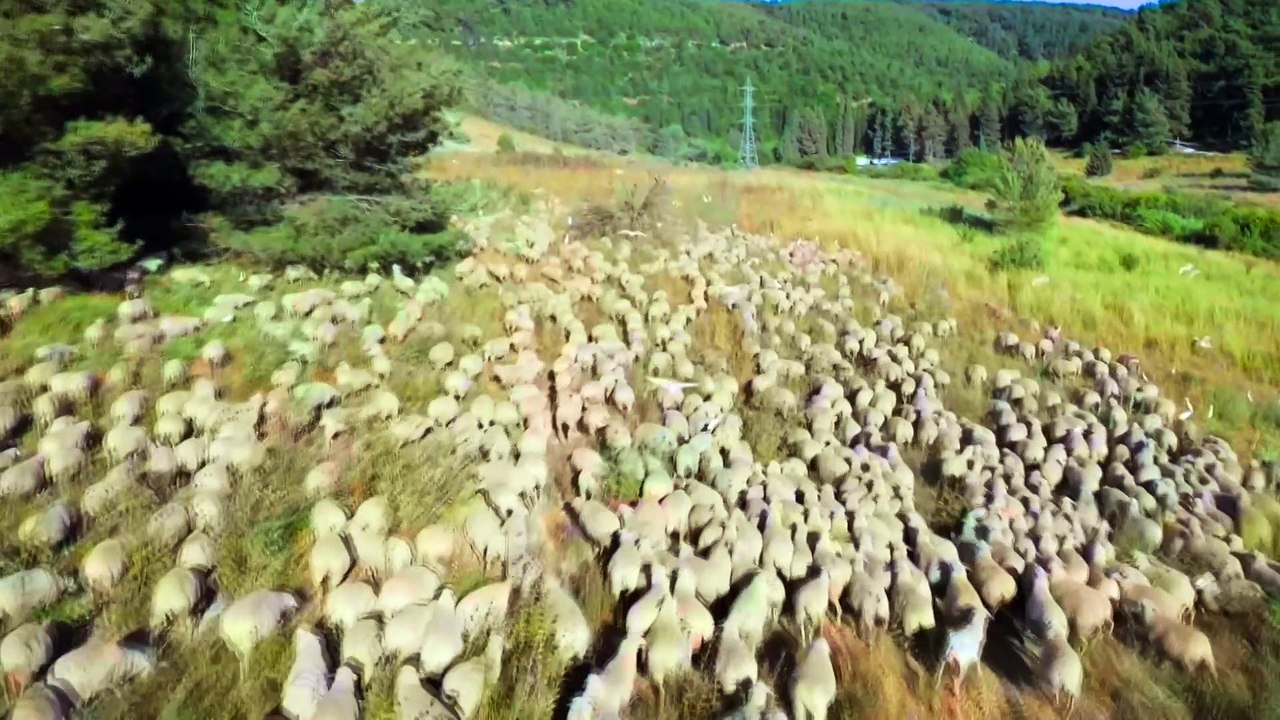 Horizon - Dolly The Sheep That Changed the World