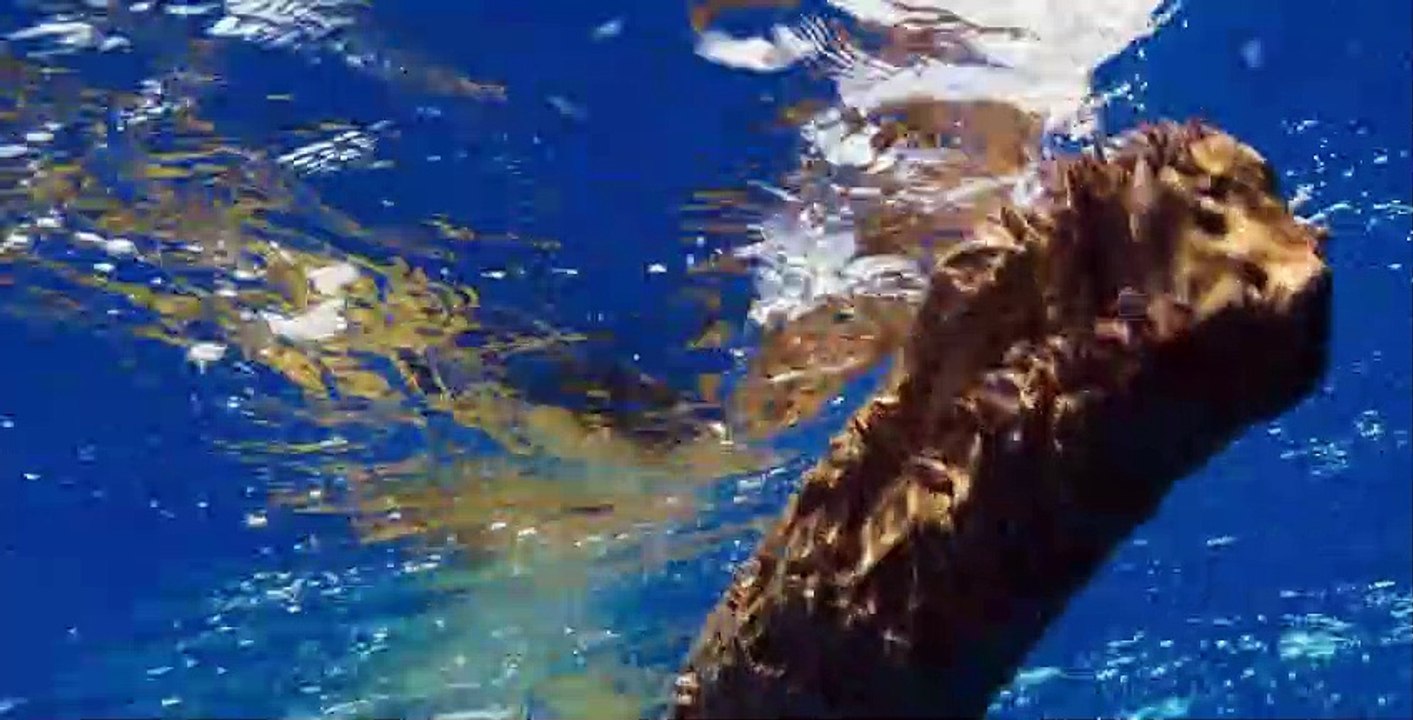 Blue Planet II S01 E04