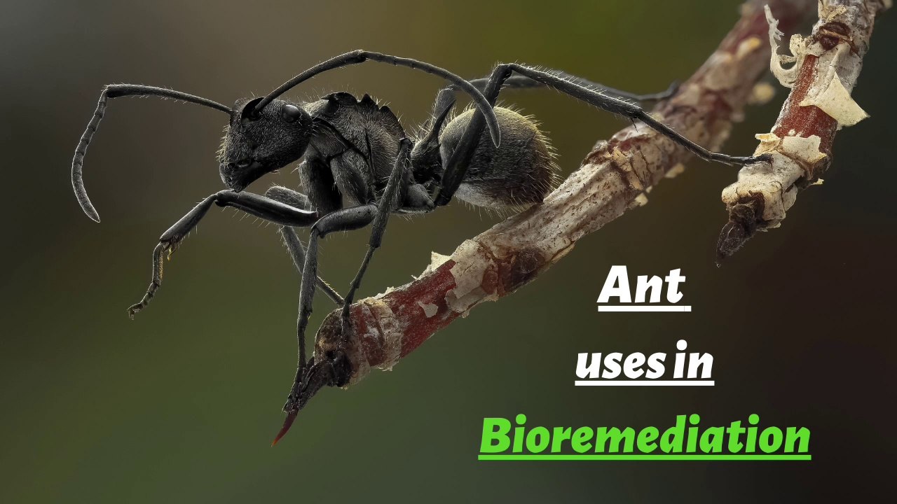How Ant is used in Bioremediation