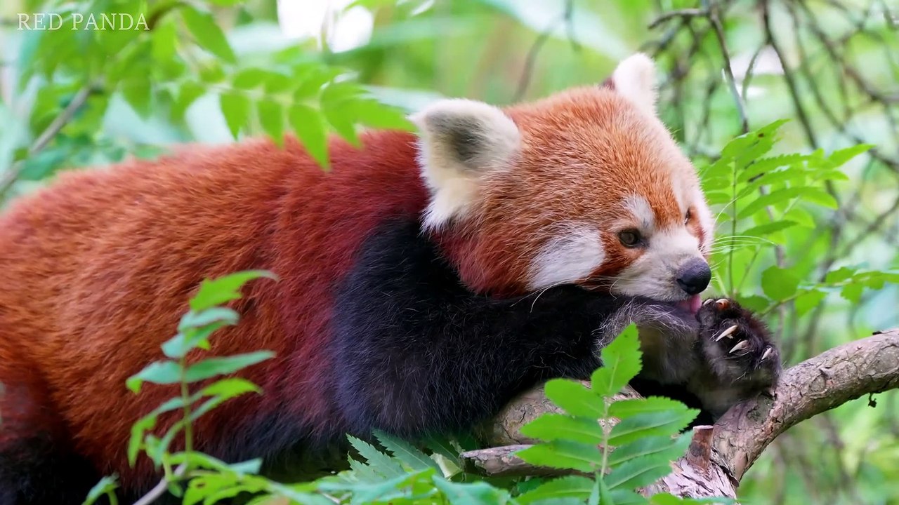 Journey to the Jungle- Discovering the Hidden World of Wild Animals-