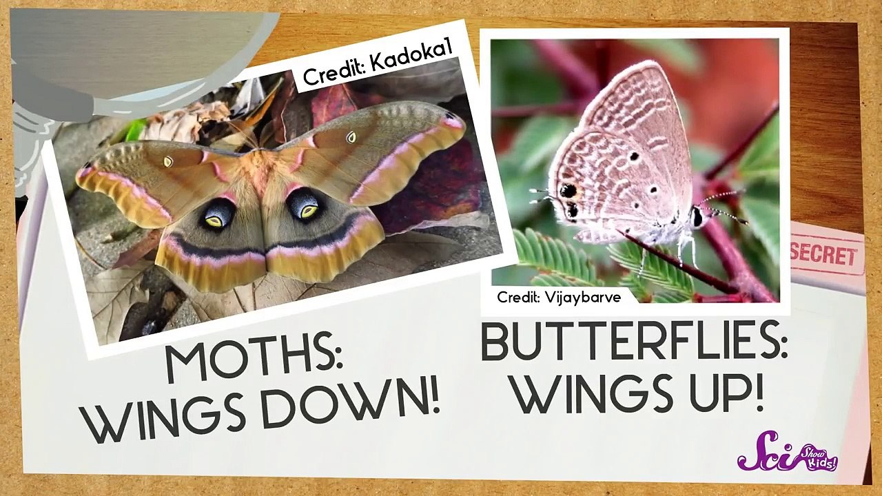 Butterfly or Moth? | Moth Facts for Kids