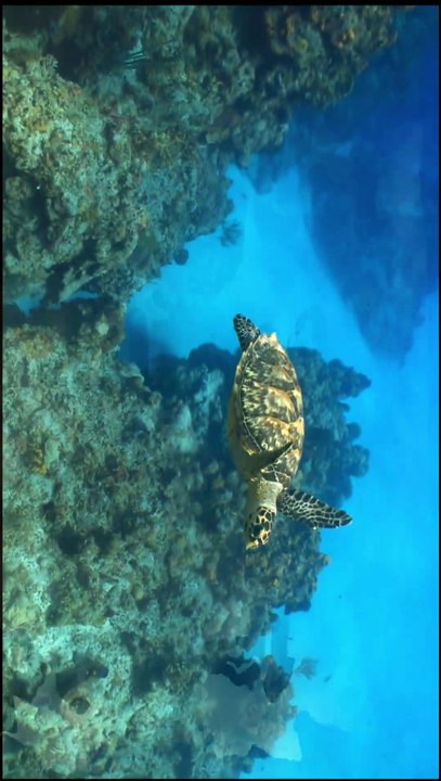 #largestanimalonearth#viralshorts