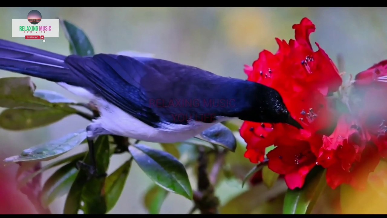 birds calm music With birds relaxing music | birds music for meditation | bird song at night | sleep music | calming music,