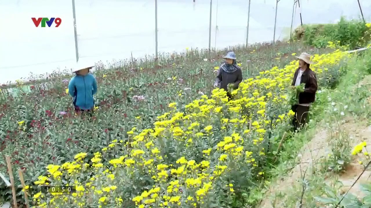 Hoa Cúc Vàng Trong Bảo Tập 16