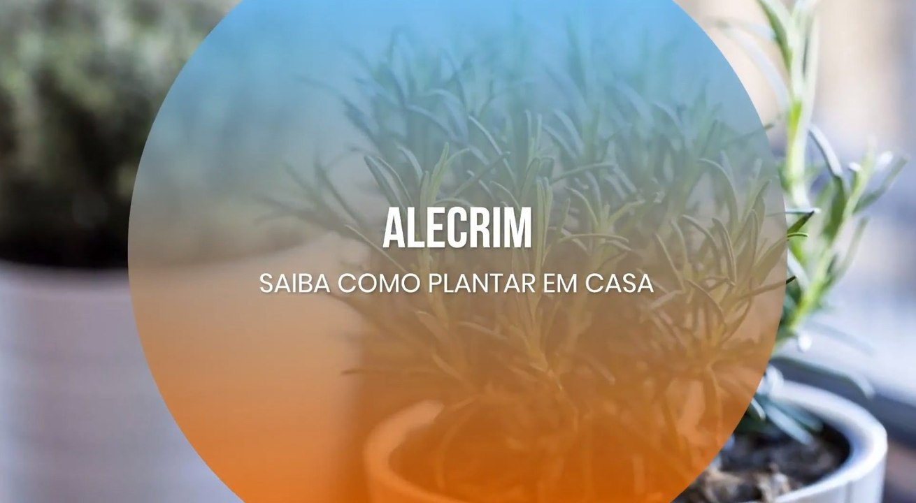 Alecrim: saiba como plantar em casa