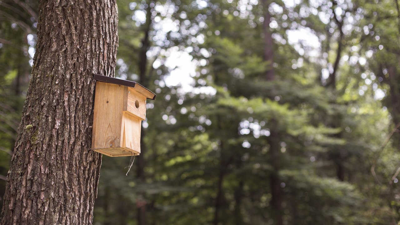 How to Attract Birds to a Birdhouse