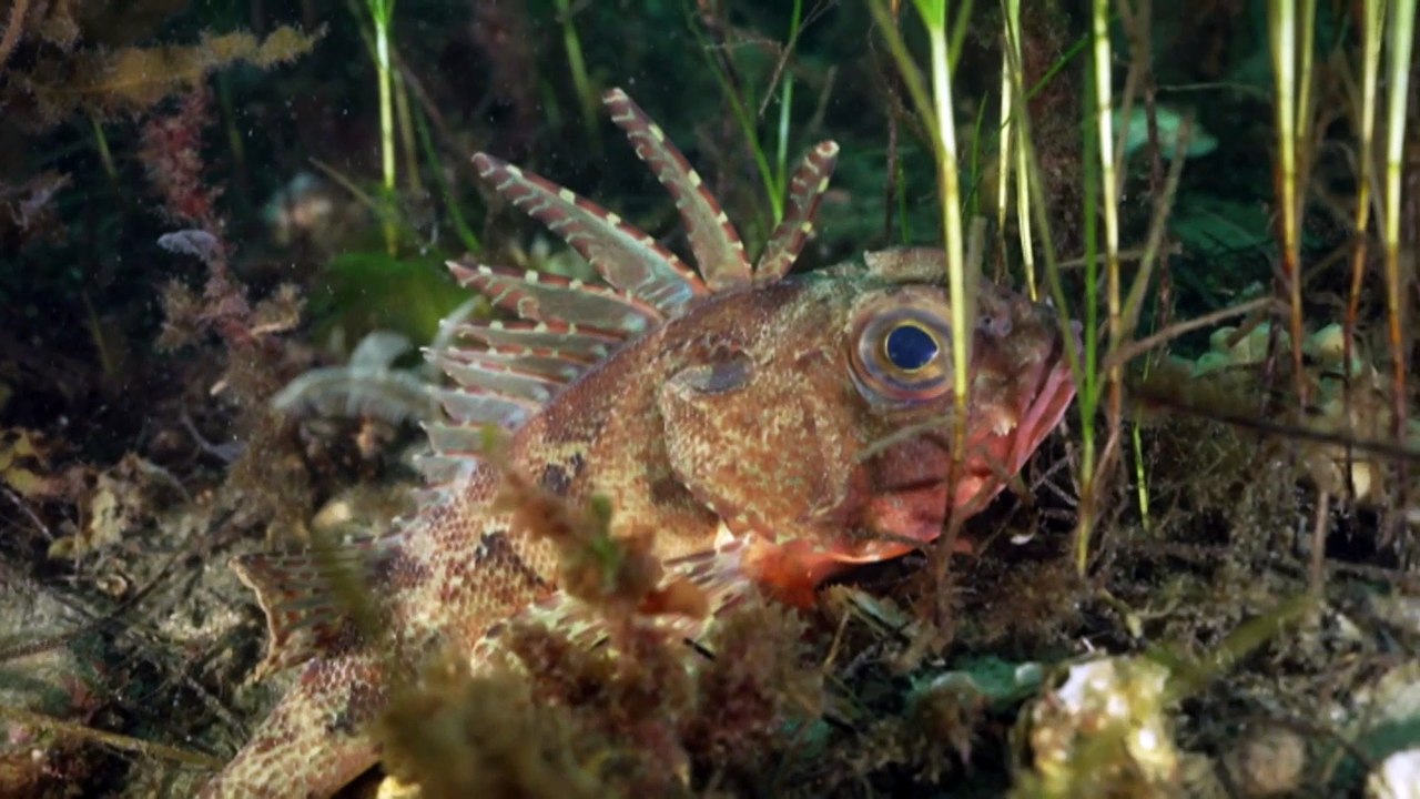 Project restoring reefs to Australia’s southern oceans