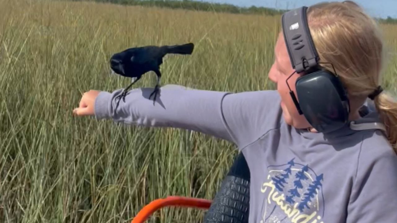 Curious bird lands on the arm of a girl while she's on an airboat
