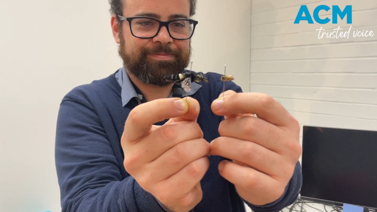 Meet the world's largest bee for World Bee Day