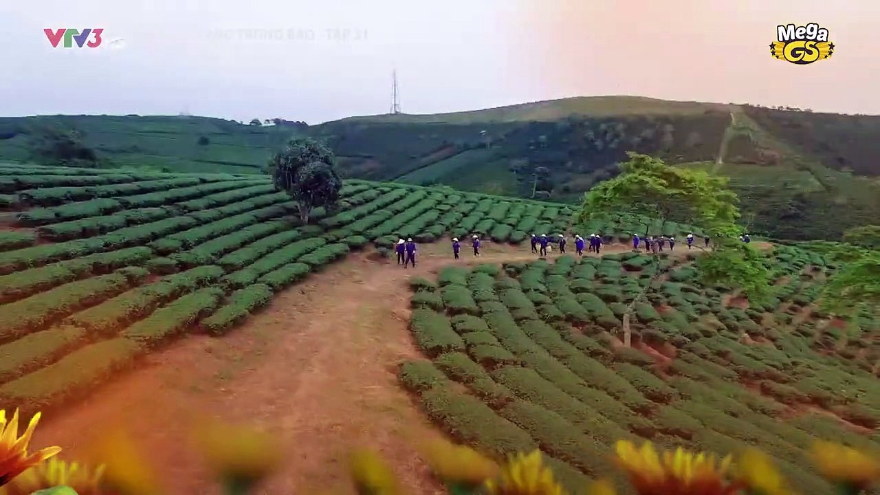 Hoa Cúc Vàng Trong Bảo Tập 31